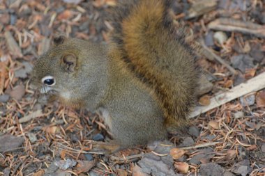 Red Squirrel living in Northern BC Canada