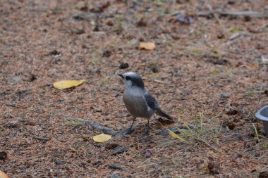 North American Grey Jay 