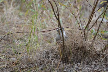 North American Grey Jay 