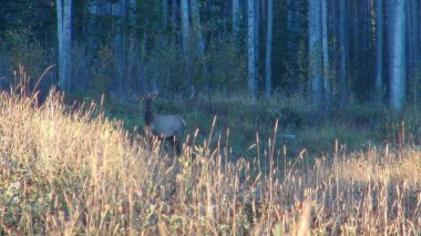 Cow Rocky Mountain Elk - Pictures taken on morning hike - completely wild. 