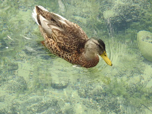 Birds Seen Germany — 图库照片