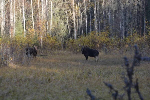Canadian Moose Northern British Columbia — Photo
