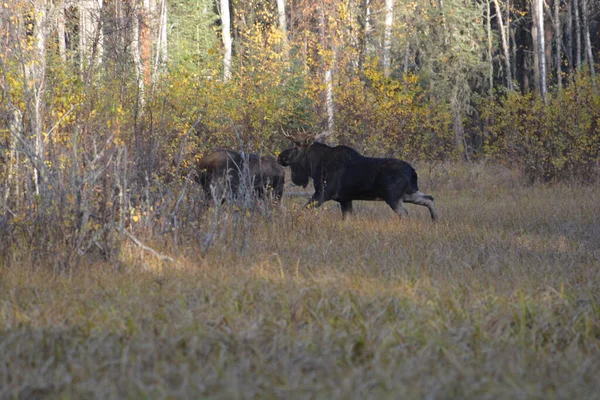Canadian Moose Northern British Columbia — Foto de Stock