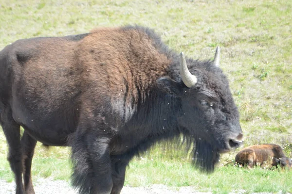 Bull Bison Alaska Highway — Foto de Stock