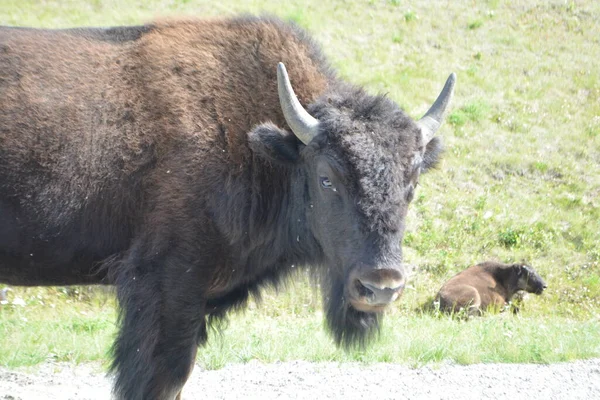 Bull Bison Alaska Highway — Foto de Stock