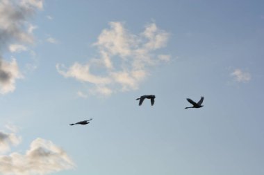 birds flying under a cloudy sky