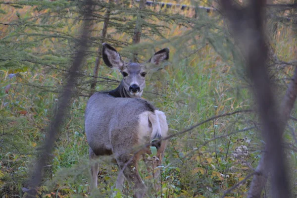 Beautiful Whitetail Doe Deer — Photo