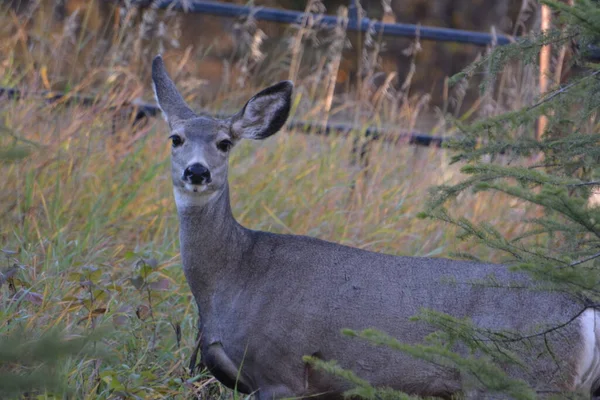 Beautiful Whitetail Doe Deer — Stock Photo, Image