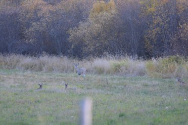 a herd of whitetail deer in a field