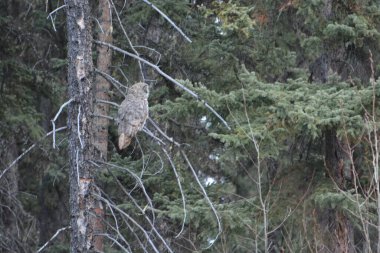 great grey owl northern bc