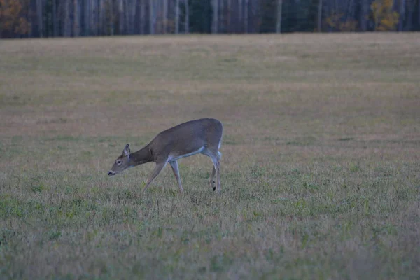 Whitetail Deer Field — Photo