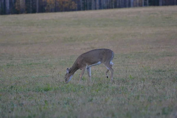 Whitetail Deer Field — Photo