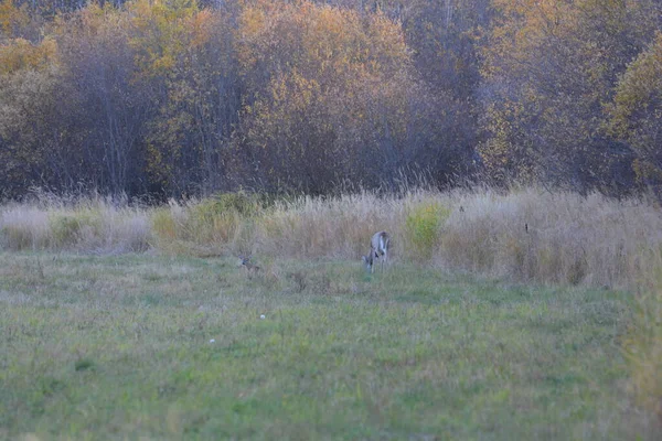 Herd Whitetail Deer Field — Photo