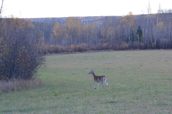 Whitetail Deer Field — Photo
