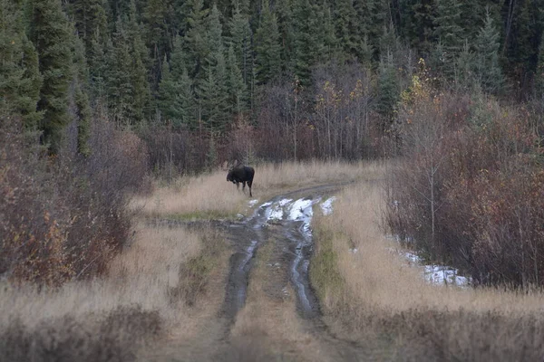 Bull Moose Fall — Stockfoto