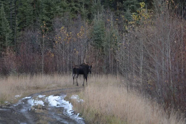 Bull Moose Fall — Foto de Stock