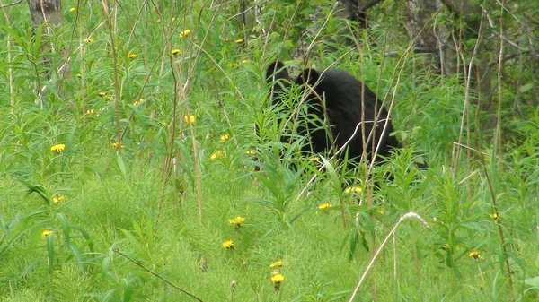 Black Bear Eating Dandelions — ストック写真