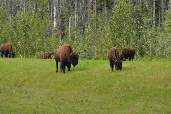 Bison Alaska Highway — Stockfoto