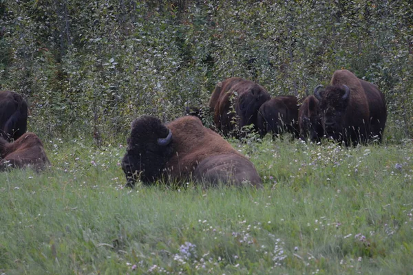 Bison Alaska Highway — Stockfoto