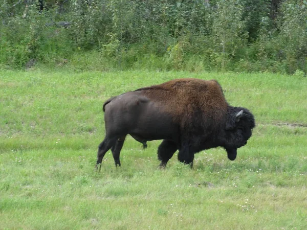 bull bison along alaska highway