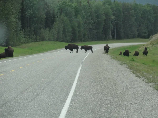 Bull Bison Alaska Highway — Stock Photo, Image