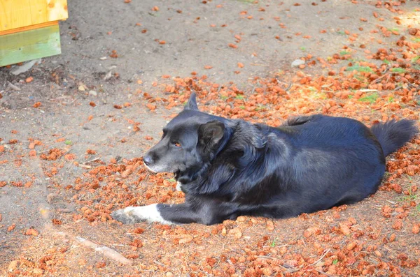 Border Collie Dog Laying Sun — Stock Fotó
