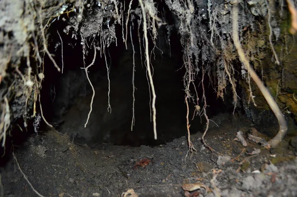 animal den found on hillside