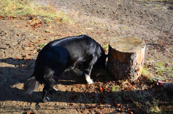 Border Collie Dog Exploring Her Nose — Stock Fotó