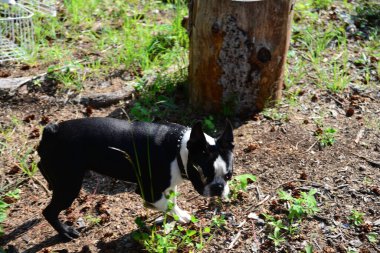 boston terrier dog exploring his surroundings