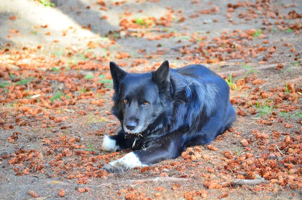 border collie dog laying in the sun