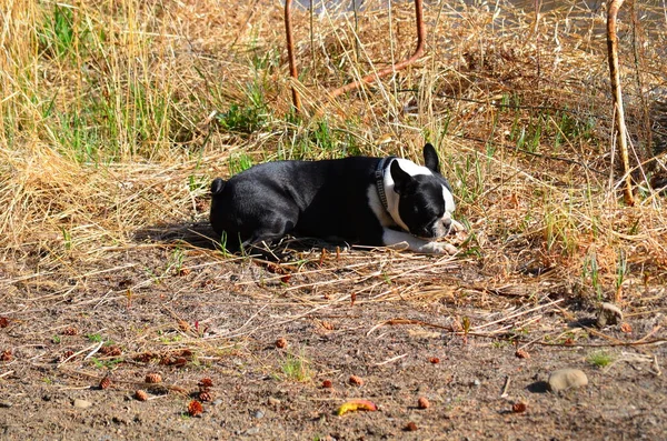 Boston Terrier Dog Laying Sun — Stock Fotó