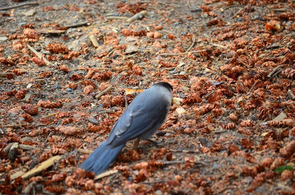 North American Grey Jay —  Fotos de Stock