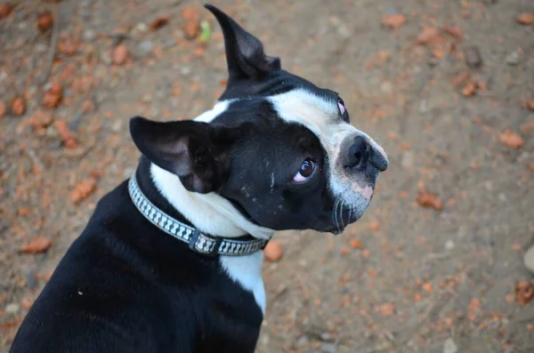Собака Породы Бостон Терьер Загрызла Своего Хозяина — стоковое фото