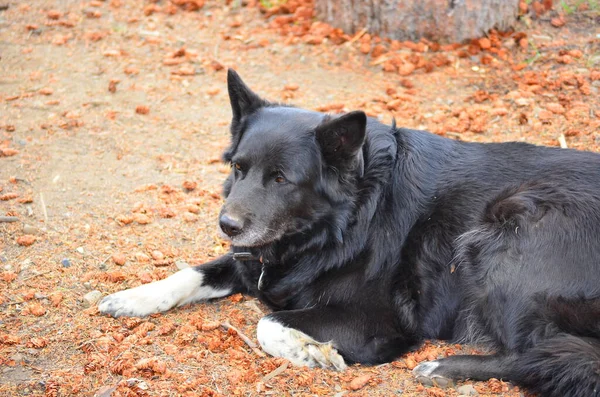 Border Collie Dog Laying Sun — Fotografia de Stock