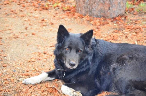 border collie dog laying in the sun