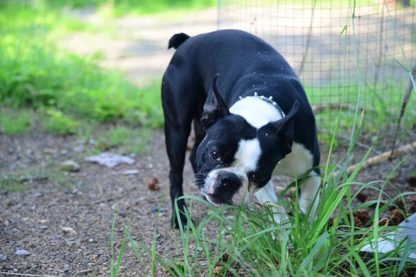 Boston Terrier Dog Exploring His Surroundings — Stock Fotó