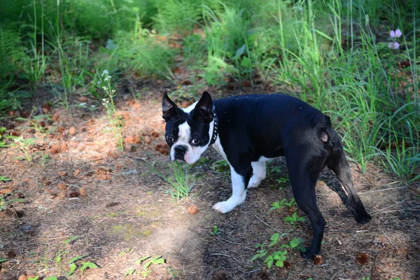 Boston Terrier Dog Exploring His Surroundings — Stockfoto
