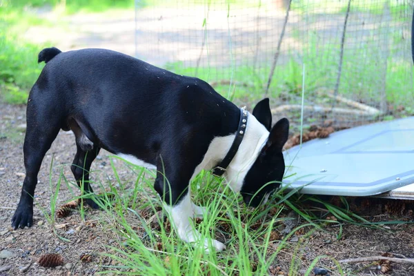 Boston Terrier Dog Exploring His Surroundings — Zdjęcie stockowe