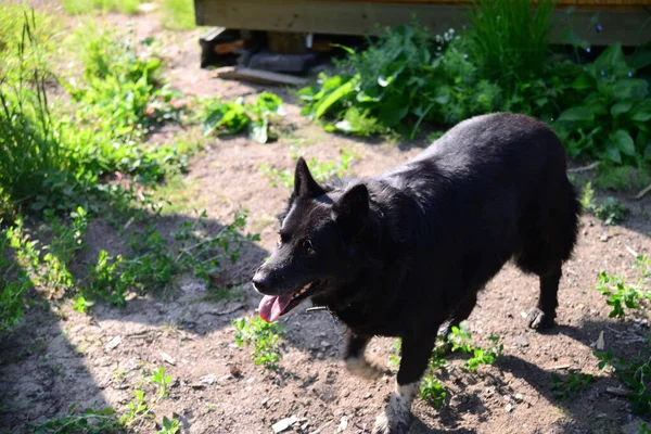 border collie dog walking in the sun