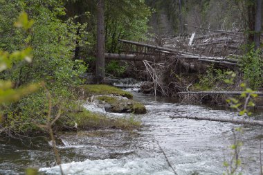 Ormandaki güzel nehir