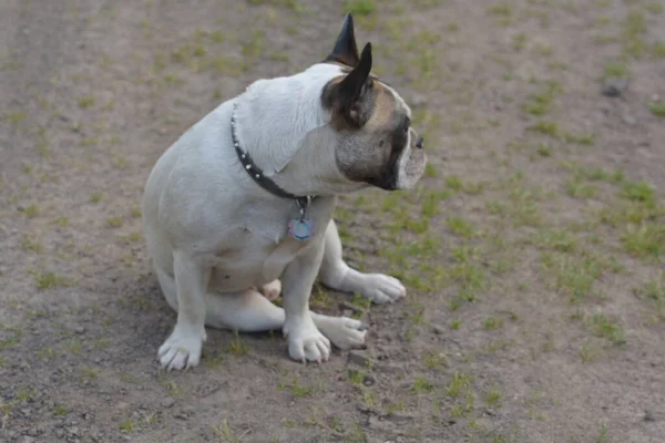 Winston French Bulldog Looking Fabulous — Stock Fotó