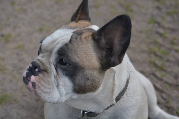 Winston French Bulldog Looking Fabulous — 图库照片