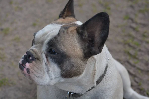 Winston French Bulldog Looking Fabulous — Stockfoto