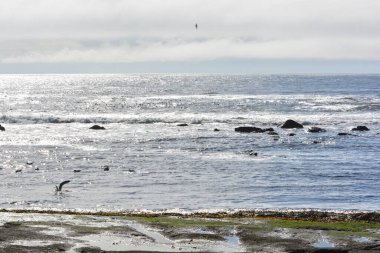 seagulls and other birds on the coast of vancouver island