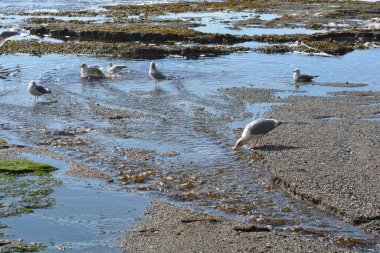 a group of seagulls looking for lunch