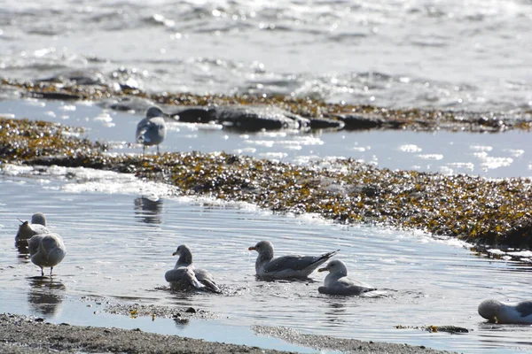 Group Seagulls Looking Lunch — 스톡 사진