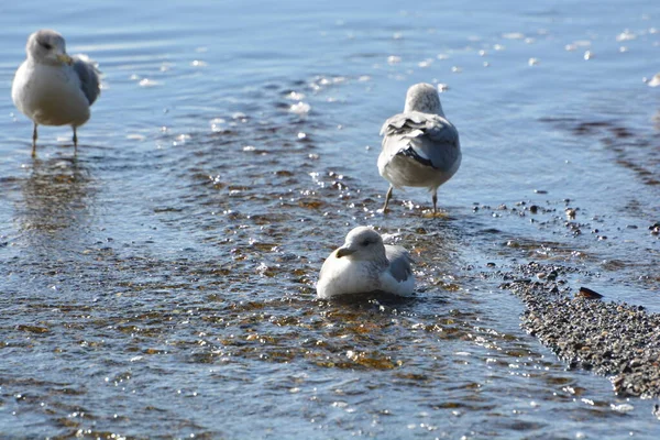 Group Seagulls Just Chilling Waiting Lunch — Fotografia de Stock