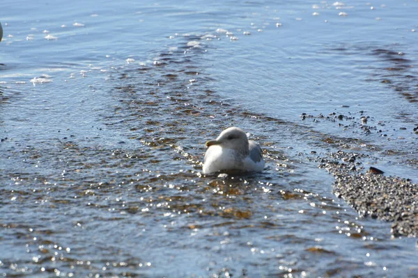 Seagull Just Chilling Surf — Fotografia de Stock