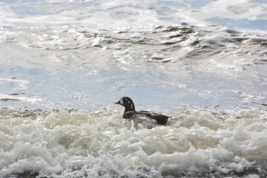 Harlequin Duck playing in the surf on the shores of Vancouver island
