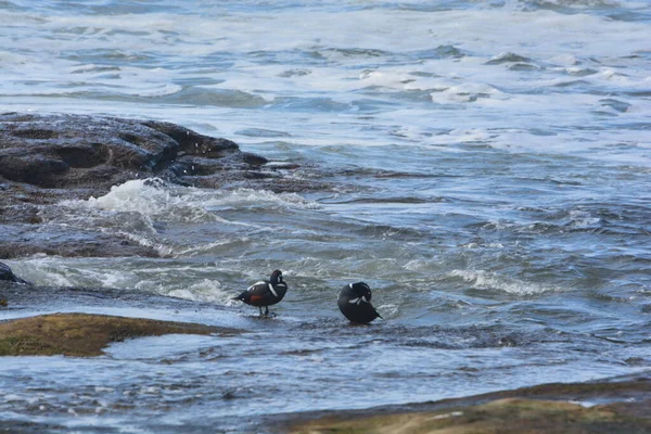 Αρλεκίνος Πάπιες Που Παίζουν Σερφ Στις Ακτές Του Νησιού Βανκούβερ — Φωτογραφία Αρχείου